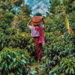 Guatemalan Coffee