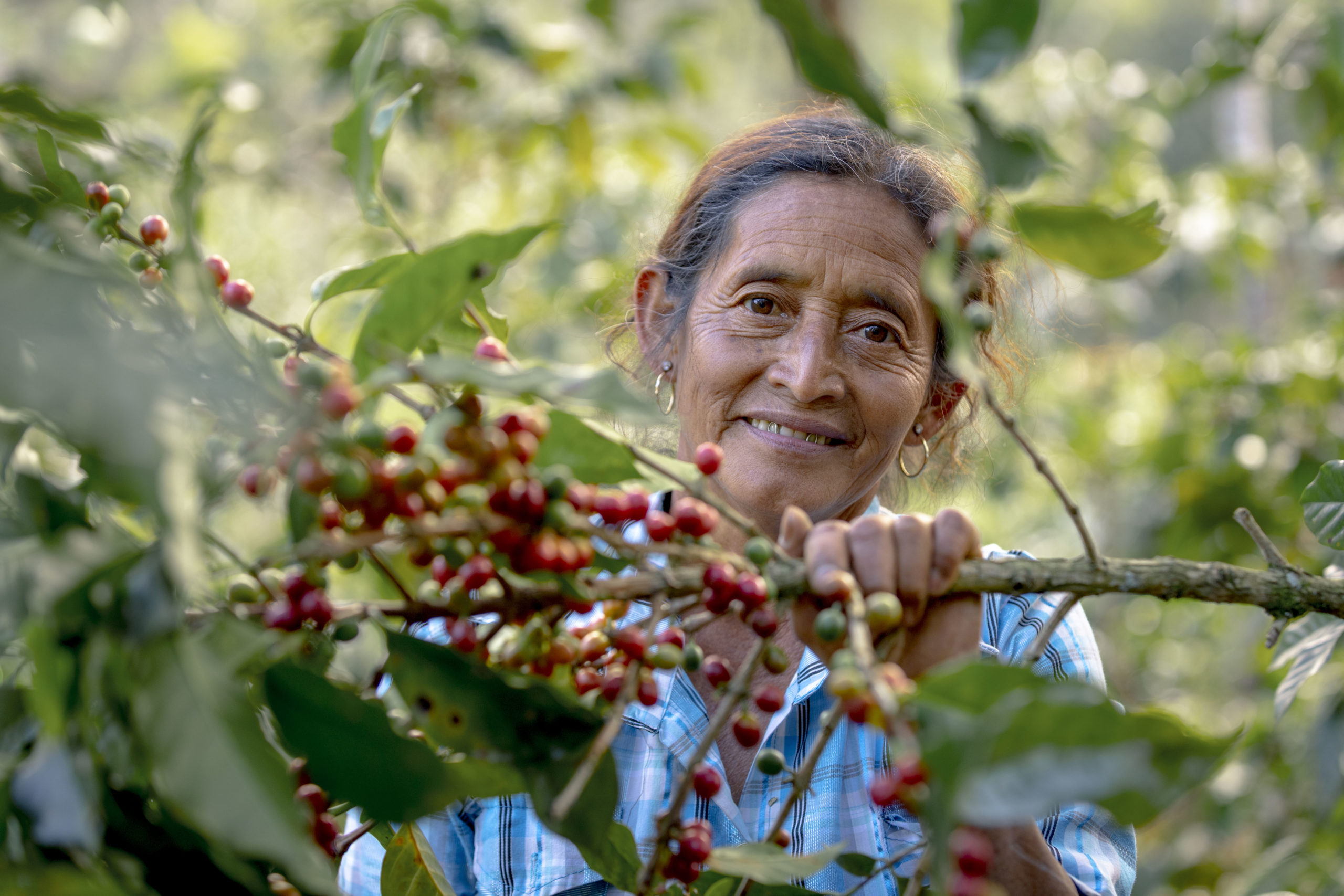 Guatemalan Coffee