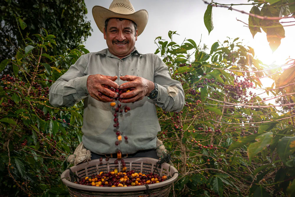 Guatemalan Coffee
