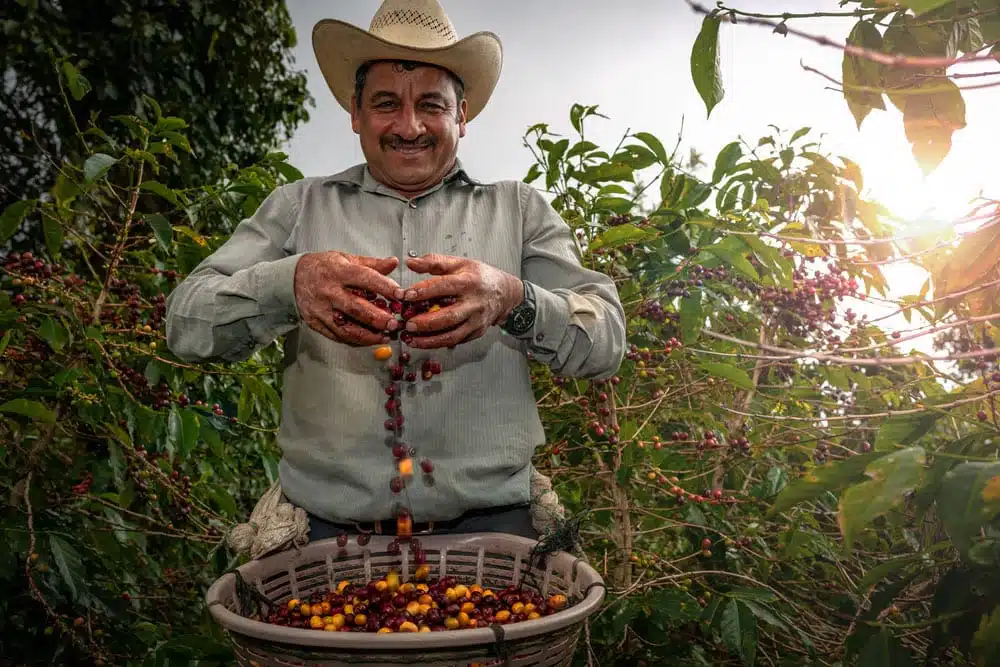 Guatemalan Coffee