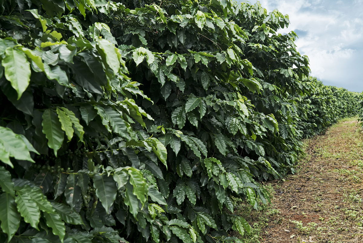 coffee cultivation