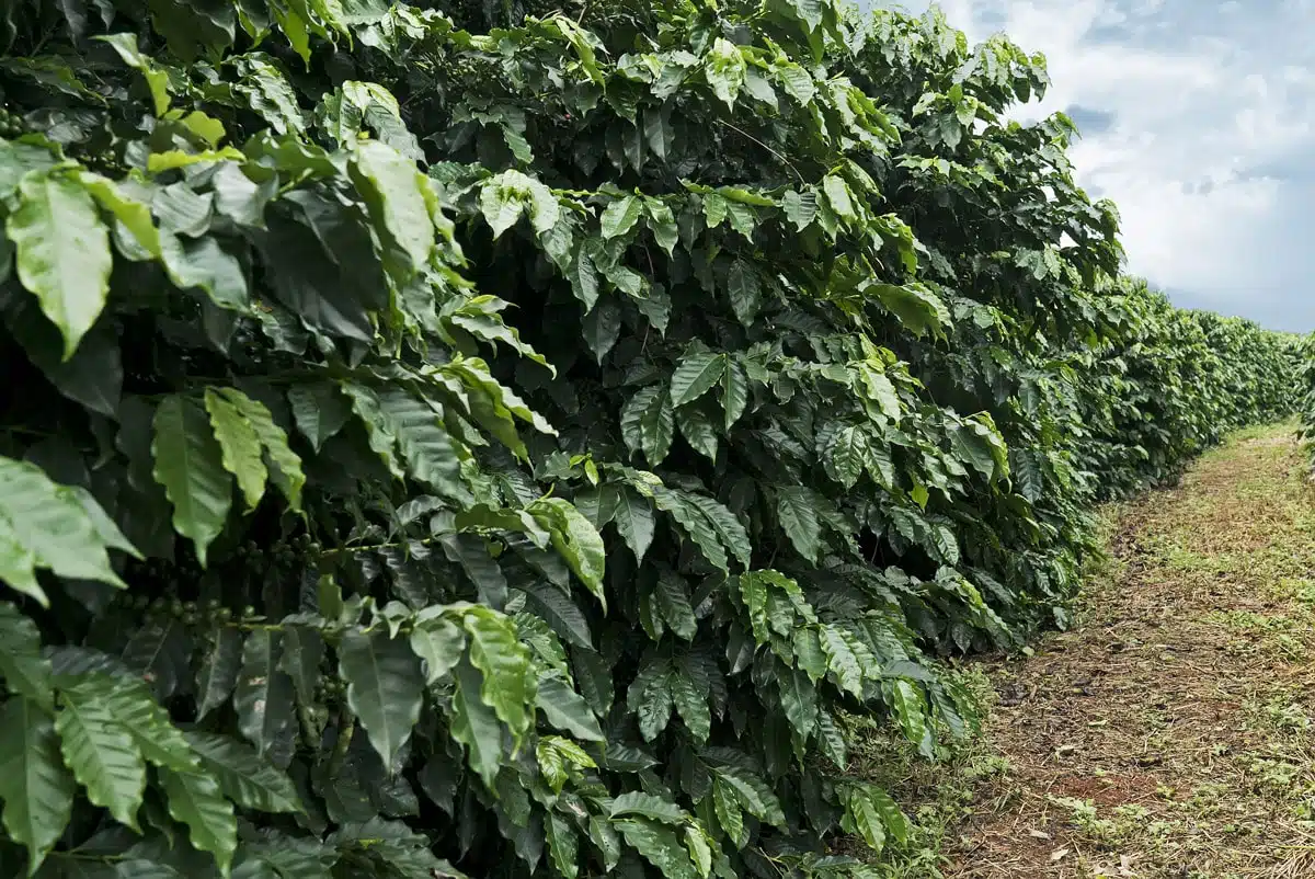 coffee cultivation