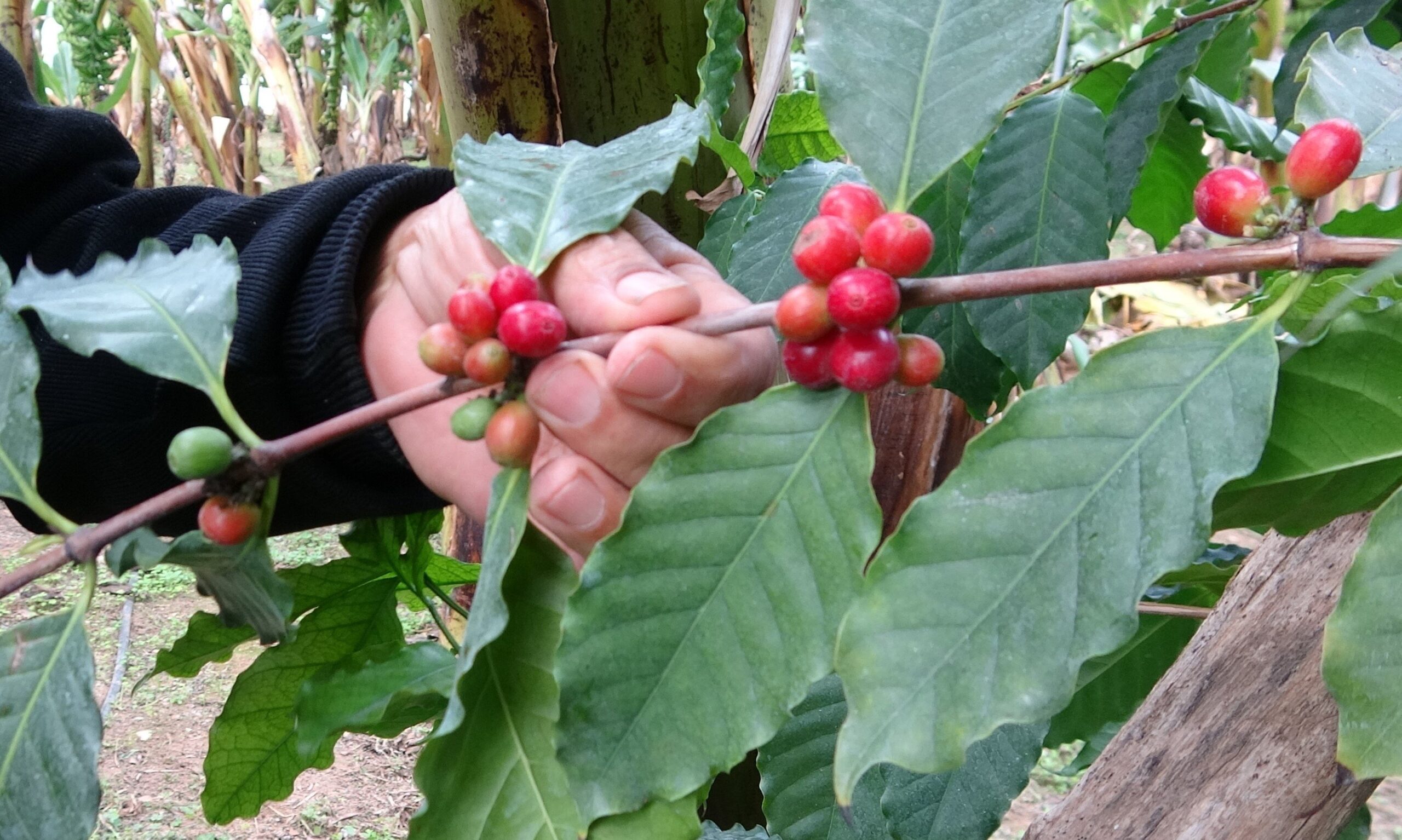 coffee cultivation