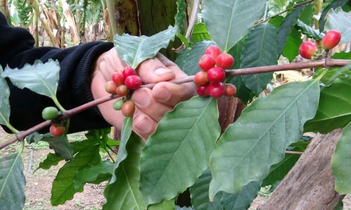 coffee cultivation