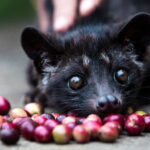 What is Kopi Luwak Coffee and How is It Produced?