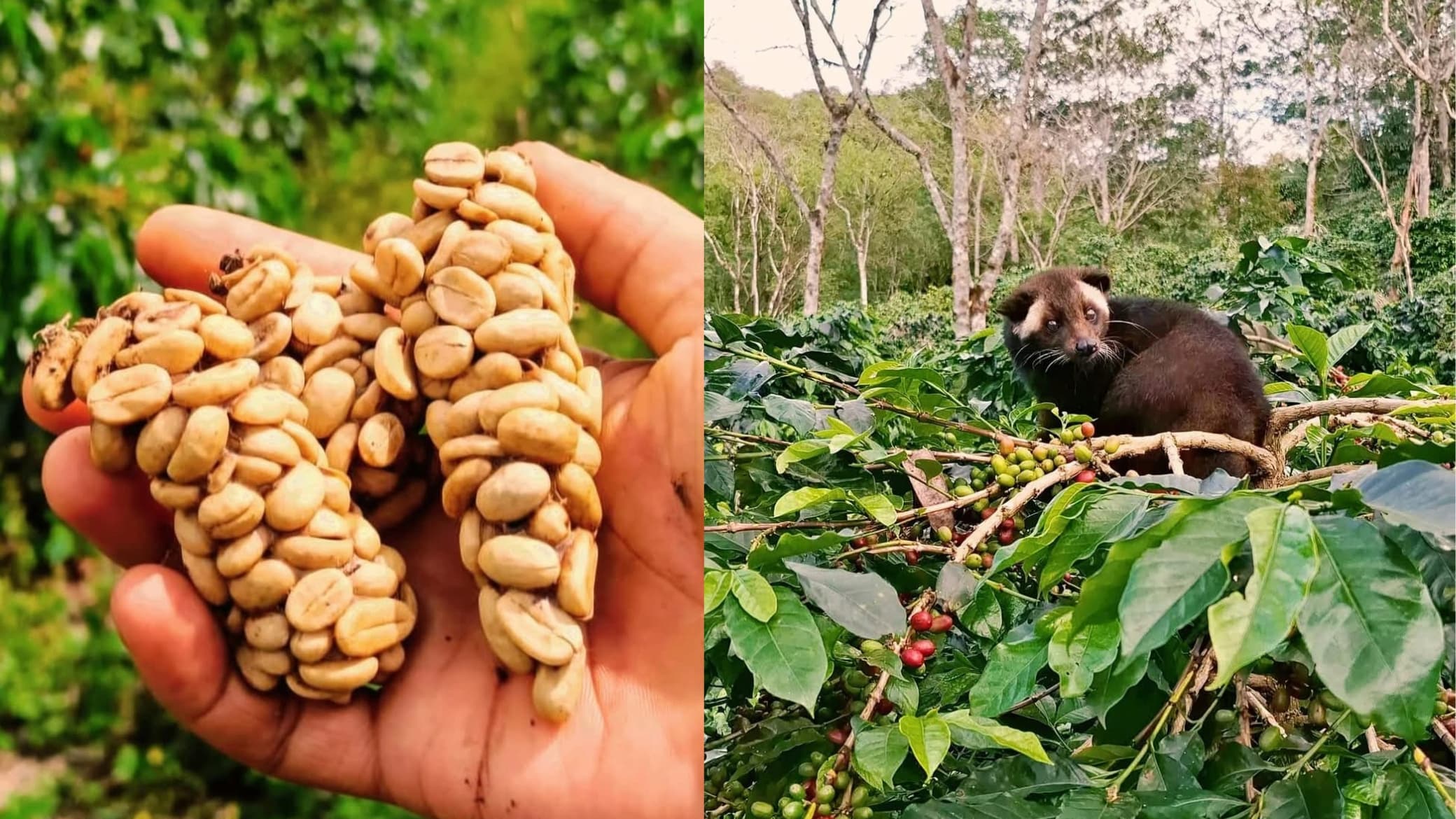 kopi luwak