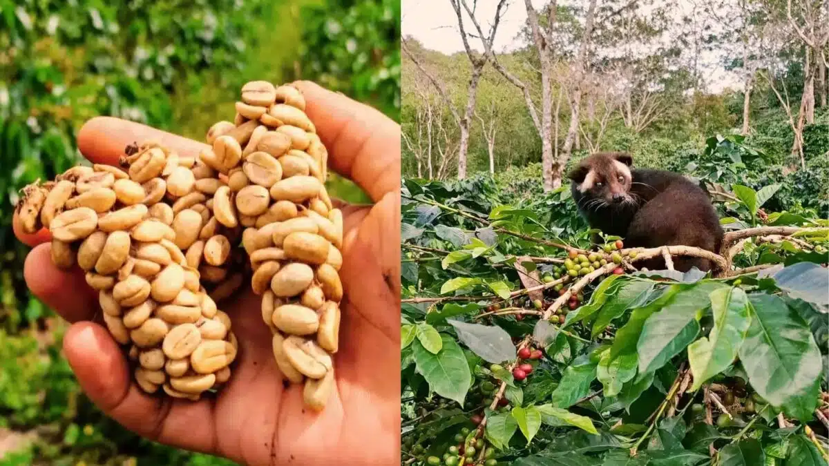 kopi luwak