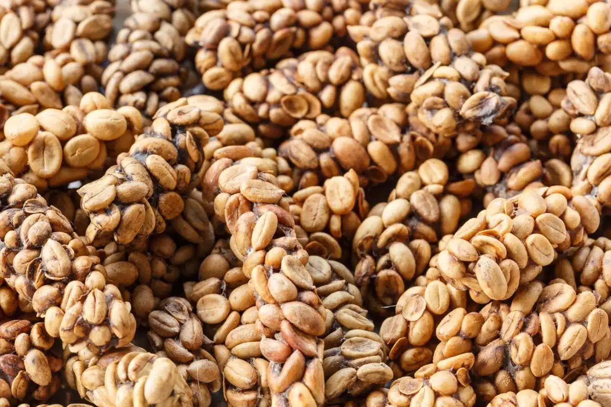 kopi luwak