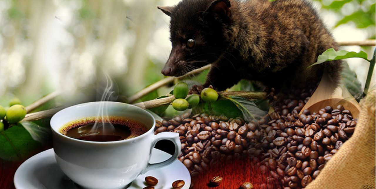 kopi luwak
