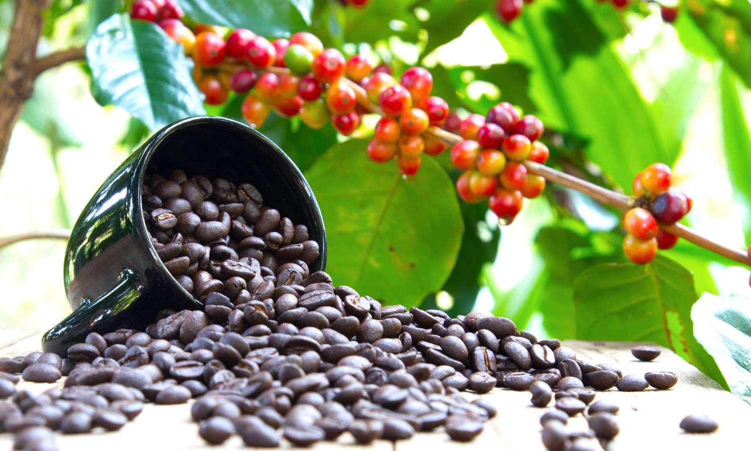 arabica coffee