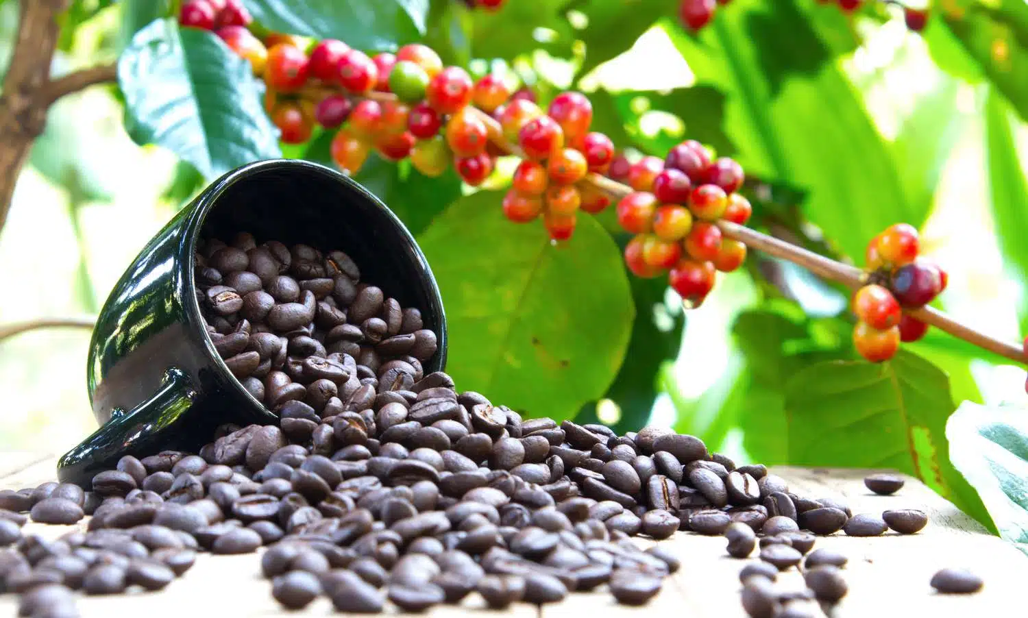 arabica coffee