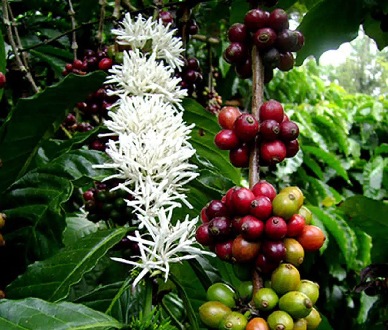 arabica coffee