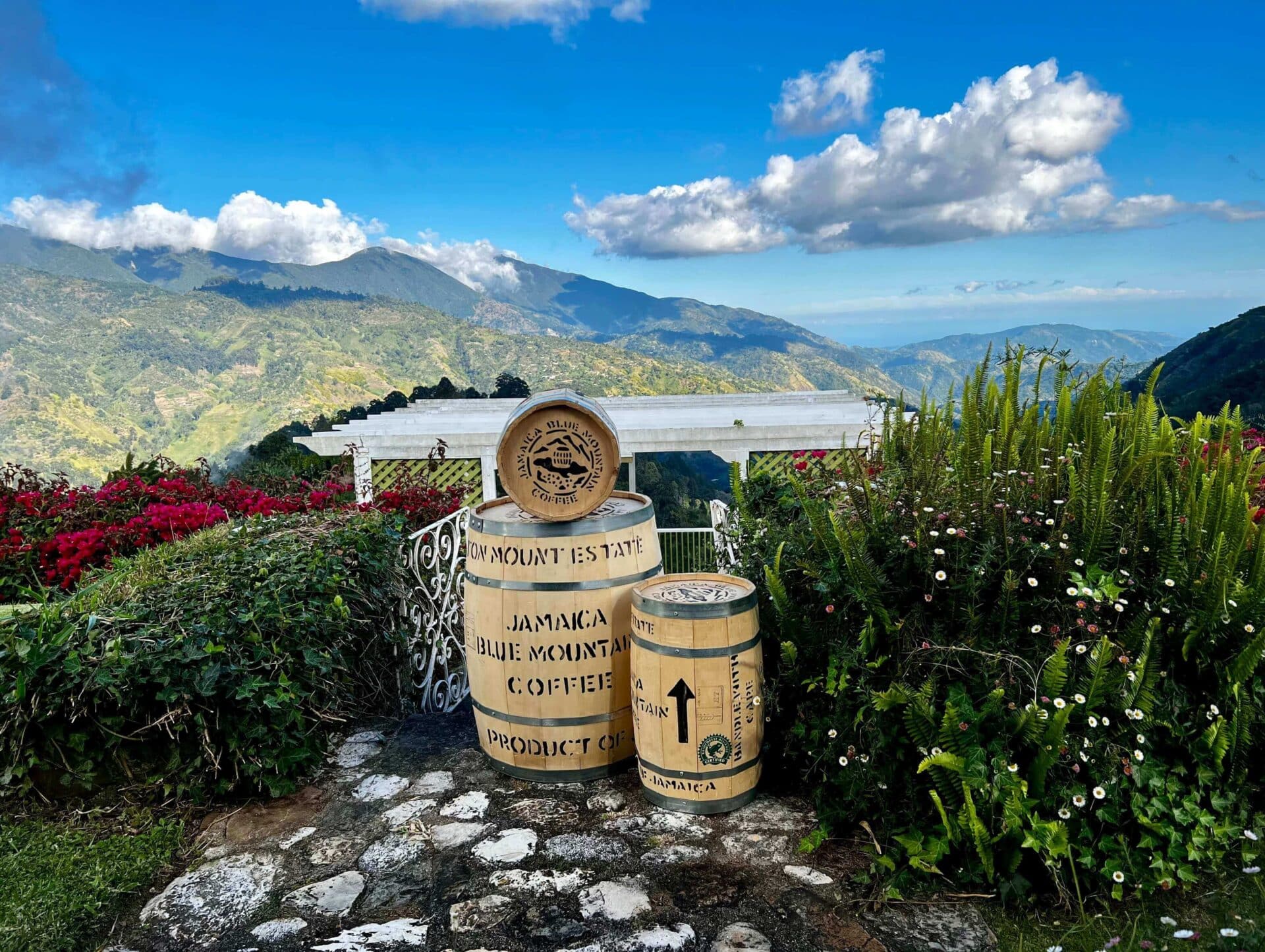 jamaican blue mountain