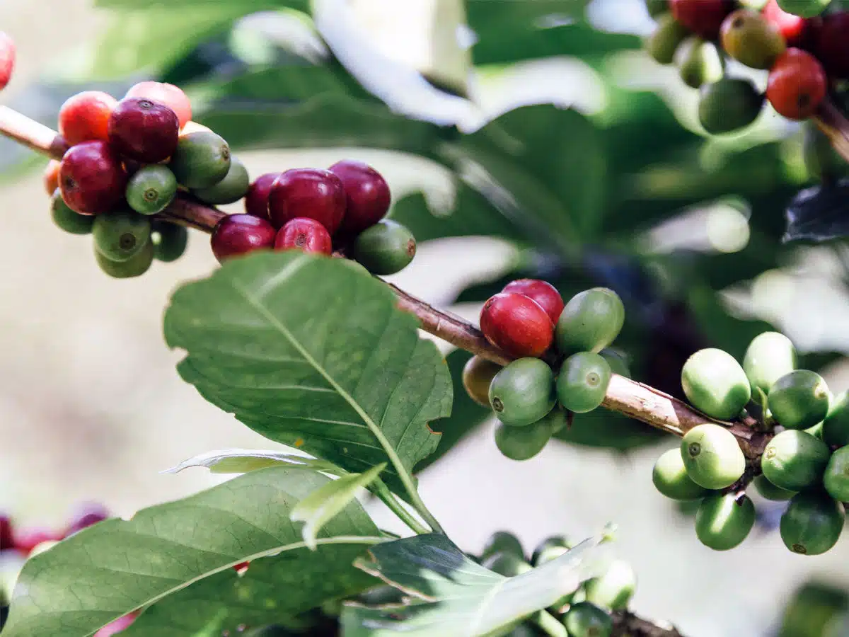 coffee beans